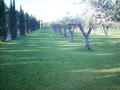 Realizzazione Giardini con Prato - Pronto Rivenditori Installatori Applicatori Prato Pronto  Sicilia: Trapani Palermo Agrigento