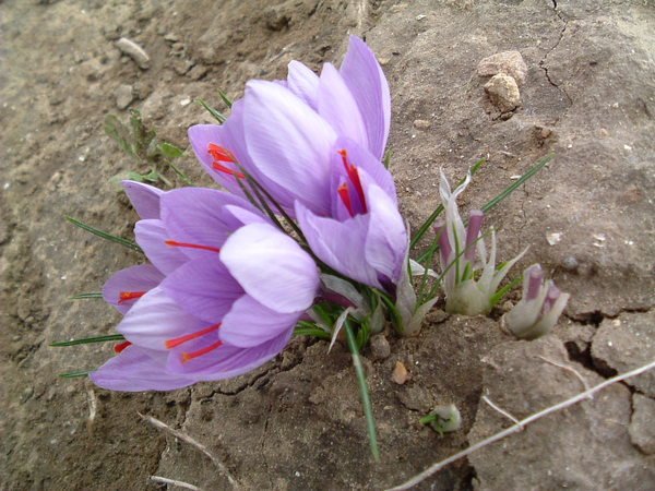 Lo Zafferano in Sicilia, Safron Oro Rosso di Sicilia