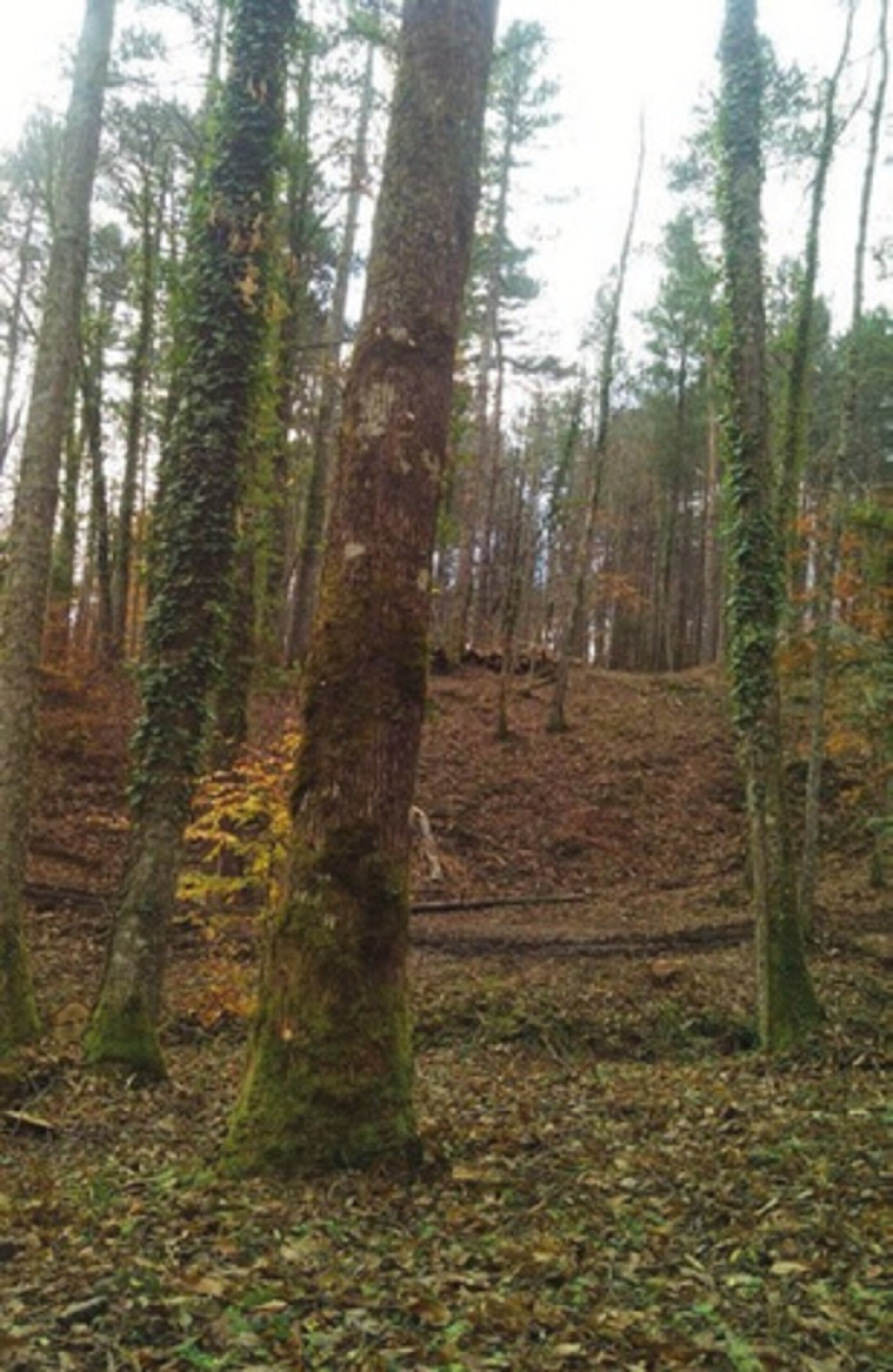 Trave grezza in castagno - tondo di castagno per strutture ELLEURBAN Trave grezza