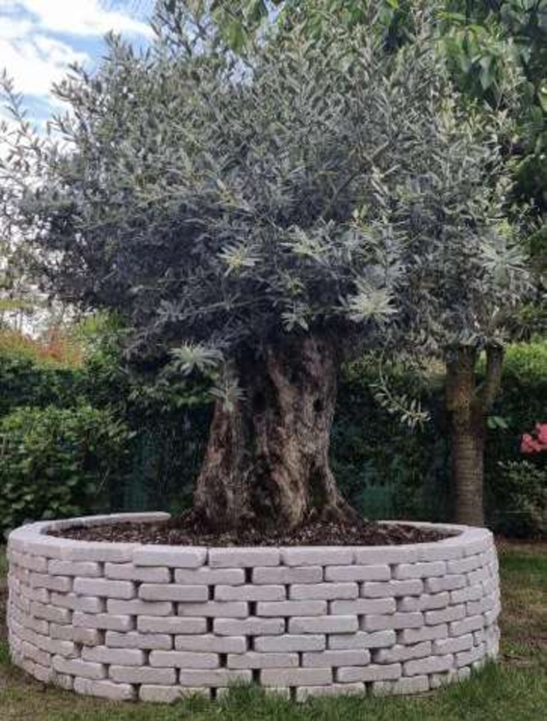 Mattone Anticato Filo Sega spessore cm 2 misura fissa 10x20 Gjini Argjendi - Endi Pietra di Trani ART.076