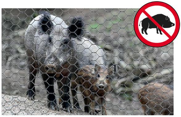 RETE ANTI-CINGHIALI PER IL CONTENIMENTO DELLA PESTE SUINA