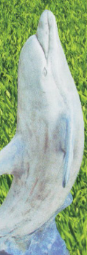 Delfino