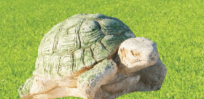 Tartaruga di terra