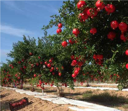 PALO PER MELOGRANO LEANZA GROUP DI TESTATA E INTERMEDIO