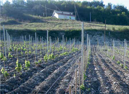 PALO CON ASOLE INTERNE LEANZA GROUP VARI MODELLI